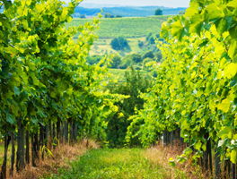 Vineyards and special crops